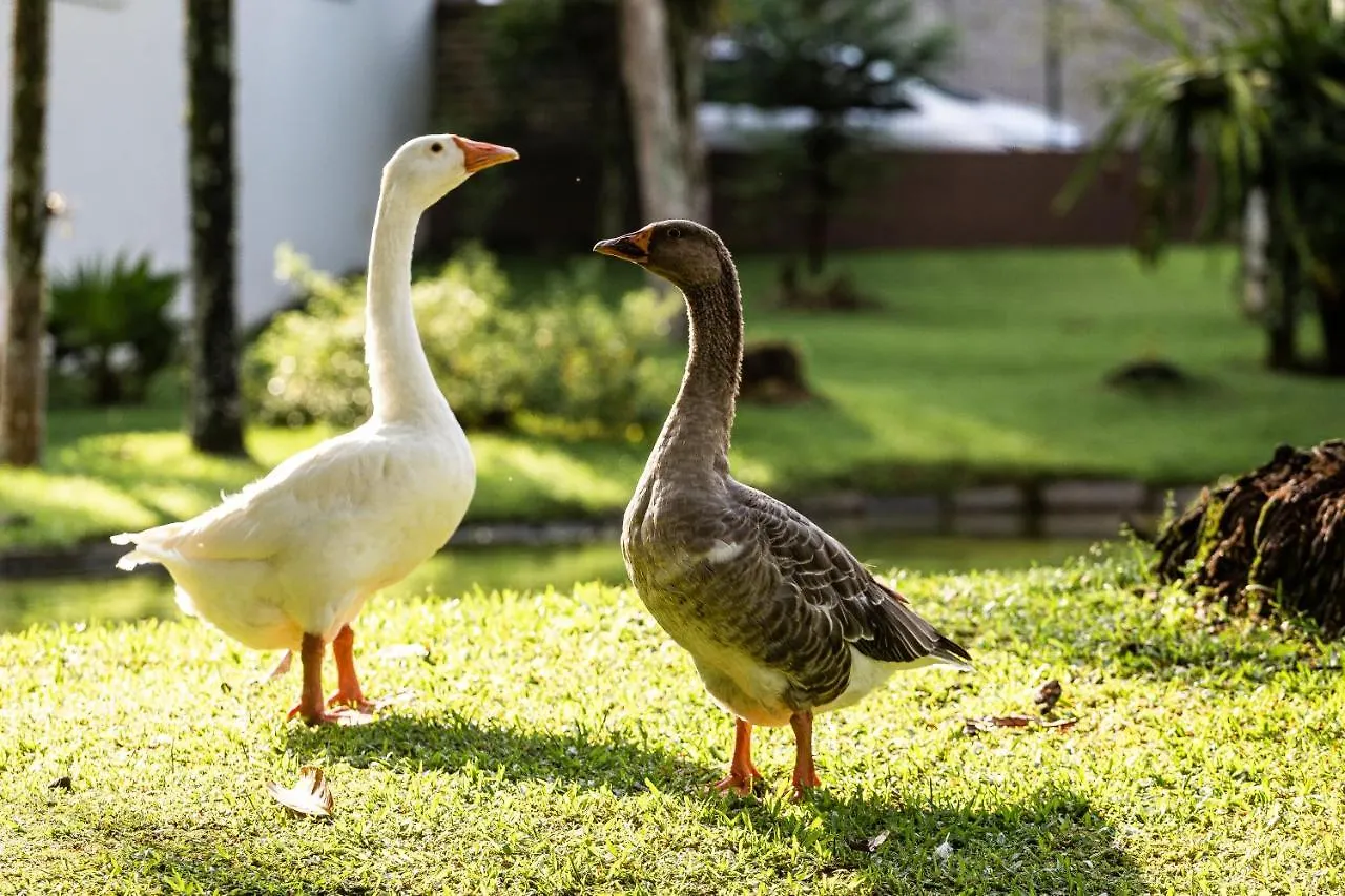 Hotel Steinhausen Colonial Blumenau