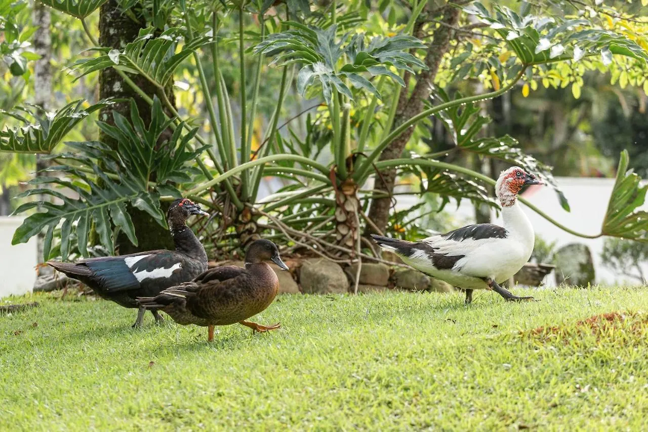 Hotel Steinhausen Colonial Blumenau